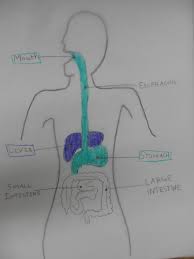 Alcoholic liver disease cirrhosis fatty liver, liver, beef, roast beef png. Digestive System Art Lesson Zerothrufive
