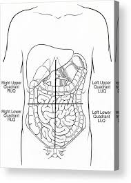The division into four quadrants allows the localisation of pain and tenderness, scars, lumps, and other items of interest, narrowing in on which organs and tissues may be involved. Illustration Of Abdominal Quadrants Acrylic Print By Science Source