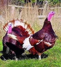 The Bourbon Red Turkey Has A Great Funny Personality Pet Birds Turkey Breeds Beautiful Birds