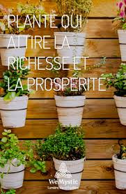 La Plante Qui Attire La Richesse Et La Prosperite Wemystic France Plante Porte Bonheur Idees De Jardinage Plante