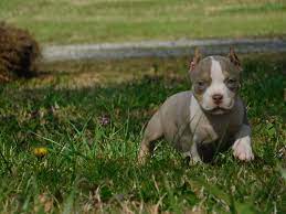 Pocket American Bully Puppies For Sale Top American Bully Breeders Puppies And Kitties Puppies Bully Dog