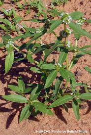 Image result for Mitracarpus