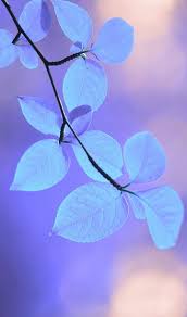 Kartinka S Tegom Wallpaper Beautiful Wallpapers Beautiful Nature Wallpaper Flowery Wallpaper