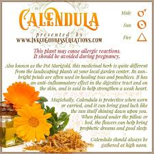 Calendula Magic Herbs Magickal Herbs Herbs For Protection
