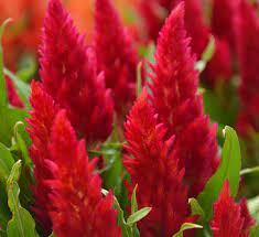 Celosia Calloway S Nursery