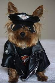 They Never Even Ask Me If They Could Use Rubins Biker Photo For There Business Now Thats Alot Of Nerve Biker Dog Biker Photos Yorkie Dogs