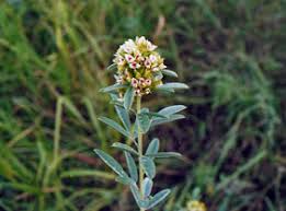 It grows statewide in open habitats. Kansas Wildflowers And Grasses Round Head Bush Clover
