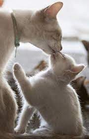 Pin By Joyce Sweet On Little Kitties Cute Animals I Love Cats Animals