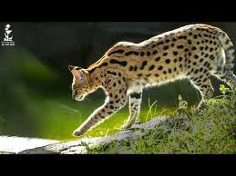 Files are available under licenses specified on their description page. Ù‚Ø· Ø§Ù„Ø³Ø±ÙØ§Ù„ ÙÙŠ 30 Ø«Ø§Ù†ÙŠØ© Serval Cat In 30 Seconds Youtube