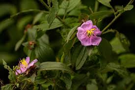 Image result for Melastomastrum capitatum