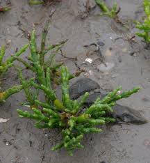 Image result for Salicornia pachystachya