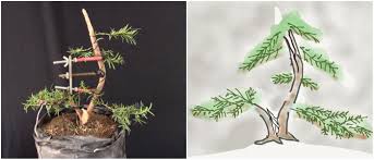 Branches and bark of an old yew bonsai tree also known as taxus baccata. 1st Styling Of Nursery Stock Taxus Baccata Bonsai