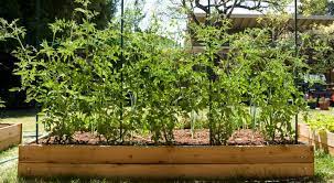 You can use the twine alone on the trellis or use it with tomato clips. Creative Ways To Make Your Own Tomato Trellis