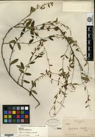 Image result for Cynanchum gonoloboides