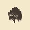 Willow tree graphic design background. 1