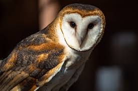 <p>barn owls are being used in fields, vineyards, and orchards to thin out rodent populations that threaten human food supplies. The Raptor Box Paradise Pest Control Green Pest Control Santa Barbara Owl Boxes