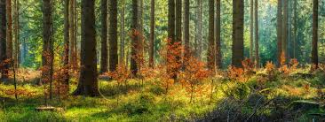 I put links to each wall rogues wr50566 tranquil forest wall mural reviews at amazon page in the description, so you can check out the other reviews at amazo. 143 301 Enchanted Forest Wall Murals Canvas Prints Stickers Wallsheaven