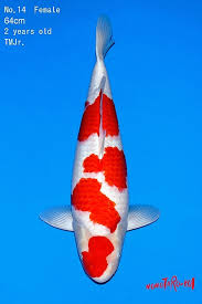 💰 a total cash prize of rm140,000 💰 is happening on. Kohaku Momotaro 64cm Nisai Female High Quality Koiaqua De