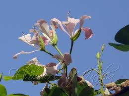 Image result for Bauhinia monandra