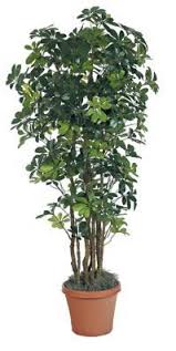 The Home Decorating Store Artificial Trees Plants
