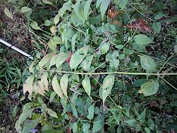 Image result for Isodon ramosissimus