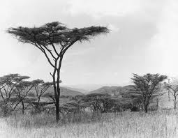 Image result for Aeschynomene pawekiae