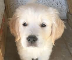 But that's not the only reason goldens are associated with the word family. View Ad Golden Retriever Puppy For Sale Near Arizona Scottsdale Usa Adn 55147