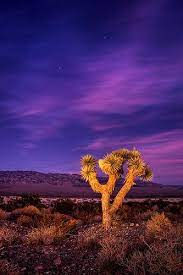 Joshua Tree Exploration Joshua Tree National Park Scenery Beautiful Nature