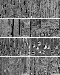 Image result for isolona