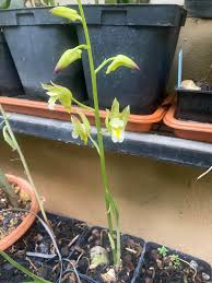 Image result for Eragrostis welwitschii