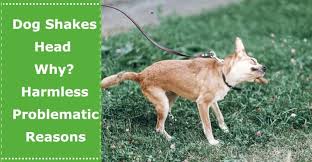 Why Does My Dog Shake His Head At Night In 2020 Dog Shaking Dog Anatomy Dogs