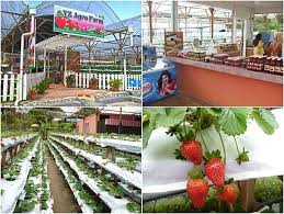 Dekat sini anda boleh petik sendiri buah strawberry atau beli dah. 41 Tempat Menarik Di Cameron Highland 2021 Percutian Dingin Nyaman