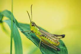 We did not find results for: How To Identify And Protect Your Cannabis From Grasshoppers Rqs Blog