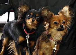 Russkiy Toy Terrier Learn All About This Tiny Devoted Breed Russian Toy Terrier Dog Breeds Dog Lovers