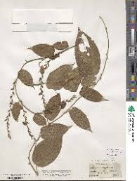 Image result for Dioscorea praehensilis