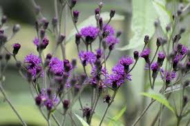 Image result for Vernonia wollastonii