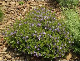 Image result for Cryptolepis oblongifolia