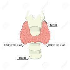 These hormones are necessary for all the cells in. Thyroid Gland Anatomy Illustration Design Royalty Free Cliparts Vectors And Stock Illustration Image 68462829