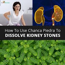 How To Use Chanca Piedra To Dissolve Kidney Stones Kidney Kidney Stones Kidney Stone Diet