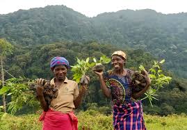 Image result for Musanga leo-errerae