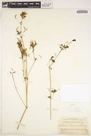 Image result for Justicia matammensis