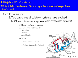 In the fish heart, two other chambers can also be found: Chapter 23 Circulation New Aim How Have Different Organisms Evolved To Perform Circulation C Irculatory System System Of Internal Transport Q What Ppt Download