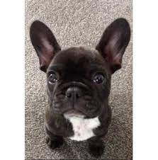 Share via email share on facebook share on twitter show more bookmark this article. Amoureux French Bulldogs Nz
