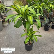 Image result for Dracaena fragrans