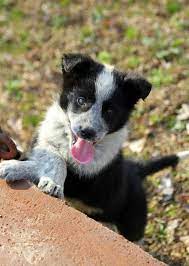 Pin On Dogs Australian Cattle Dog