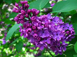 Beautiful Meaning And Symbolism Of Lilac Flower Color Florgeous In 2021 Lilac Flowers Lilac Blossom Colorful Flowers