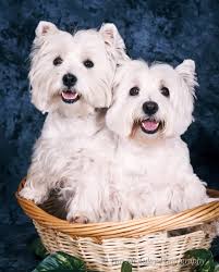 Pets — Tim McAuley Photography