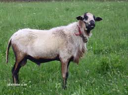 Beliebt bei kleinen gästen ist auch der streichelzoo mit ziegen, schafen und hängebauchschweinen. Nutztiere Schafe Tieranzeigen Seite 2