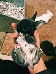 Marvel Parent Preferences Cute Funny Animals Cute Baby Animals Baby Animals Pictures