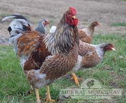 As a member of the wyandotte family they will be a reliable egg layer and friendly with humans. Murray Mcmurray Hatchery Blue Laced Red Wyandotte